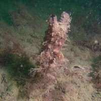 Leathery Sea Squirt